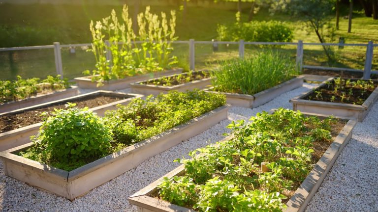 Qu’est-ce que le jardinage hugelkultur ? Essayez quelque chose de nouveau dans vos plates-bandes surélevées cette année Qu’est-ce que le jardinage hugelkultur ? Essayez quelque chose de nouveau dans vos plates-bandes surélevées cette année