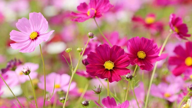 Quand planter des graines de cosmos – les experts partagent leurs conseils en matière de timing Quand planter des graines de cosmos – les experts partagent leurs conseils en matière de timing