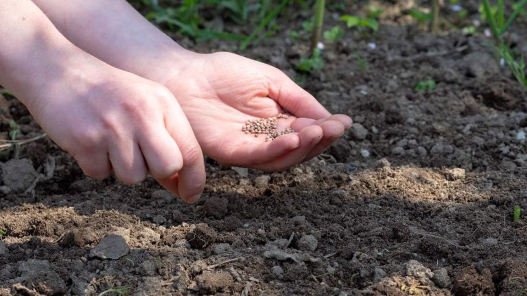 7 légumes à planter en avril – cultures à semer en intérieur et en extérieur ce mois-ci 7 légumes à planter en avril – cultures à semer en intérieur et en extérieur ce mois-ci