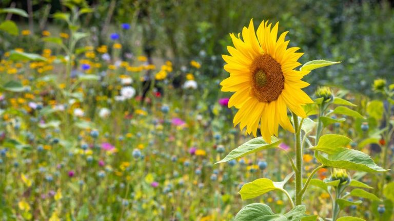 7 fleurs à semer en avril – que planter ce mois-ci pour que les fleurs d'été soient adorées, coupées et même mangées 7 fleurs à semer en avril – que planter ce mois-ci pour que les fleurs d'été soient adorées, coupées et même mangées