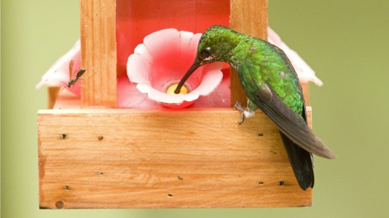 Comment empêcher d'autres oiseaux d'utiliser une mangeoire pour colibris Comment empêcher d'autres oiseaux d'utiliser une mangeoire pour colibris