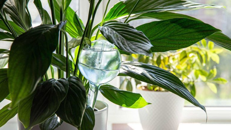 Que sont les globes d’arrosage des plantes et en ai-je besoin ? Les experts interviennent Que sont les globes d’arrosage des plantes et en ai-je besoin ? Les experts interviennent