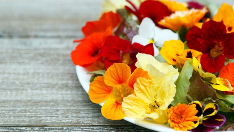 Plantes à cultiver pour des fleurs printanières comestibles – 5 des meilleures pour de belles créations florales Plantes à cultiver pour des fleurs printanières comestibles – 5 des meilleures pour de belles créations florales