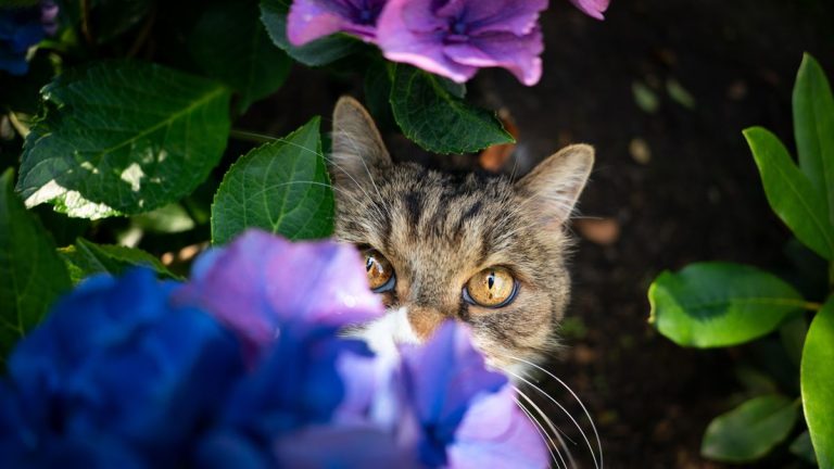 Éloignez votre chat des hortensias – Les experts préviennent que ces fleurs estivales populaires sont toxiques pour les animaux de compagnie Éloignez votre chat des hortensias – Les experts préviennent que ces fleurs estivales populaires sont toxiques pour les animaux de compagnie