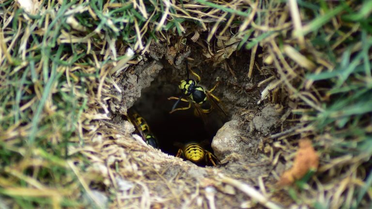 Comment se débarrasser des guêpes terrestres – 5 méthodes approuvées par la lutte antiparasitaire