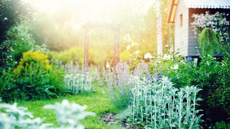 Les 6 meilleures plantes au feuillage argenté – pour une bordure de jardin chatoyante et tolérante à la sécheresse