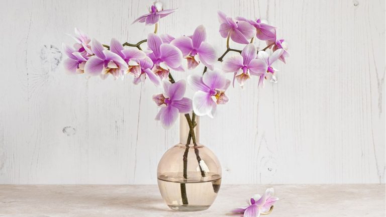 Peut-on faire pousser des orchidées dans l'eau ?  Comment obtenir des fleurs hydroponiques exotiques