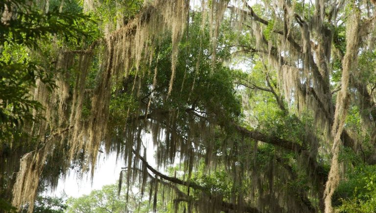 La mousse espagnole tue-t-elle les arbres ?  Les experts conseillent