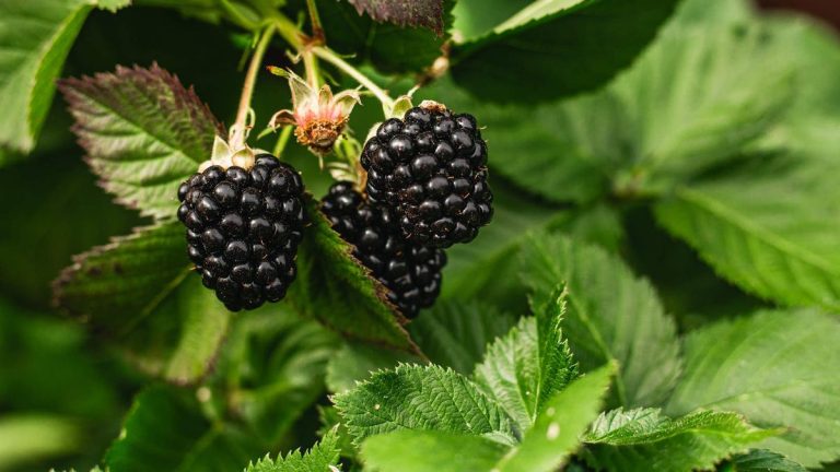 Comment faire pousser des mûres à la maison – pour des récoltes simples de fruits d’été sucrés