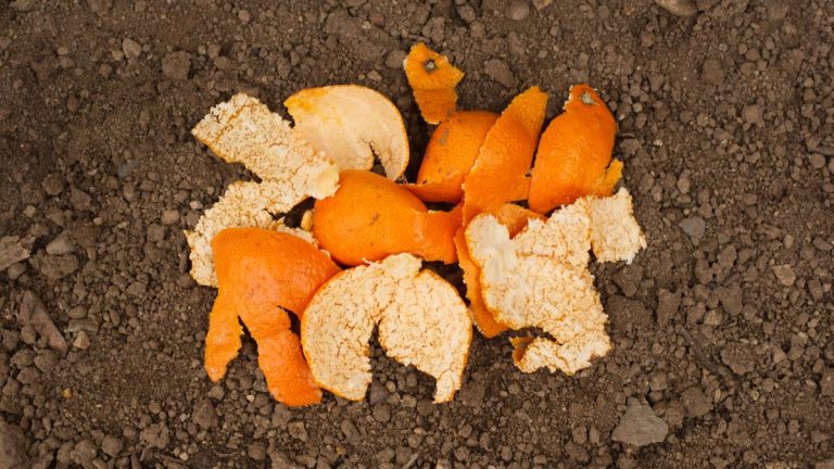 Les écorces d'orange sont-elles bonnes pour les plantes ?  Apprenez à utiliser efficacement ces déchets alimentaires dans votre jardin