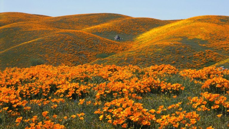 C'est le jour du coquelicot de Californie : voici comment faire pousser ces charmantes fleurs sauvages dans votre jardin