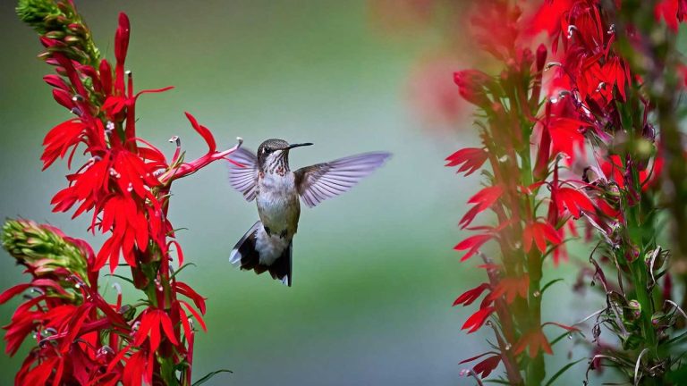Plantes d'ombre qui attirent les colibris – 5 fleurs fabuleuses à cultiver