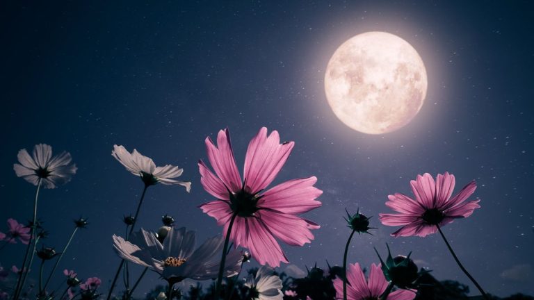 Comment l’éclipse solaire du 8 avril affectera-t-elle les plantes de jardin aux États-Unis ?  Les experts partagent ce qu'il faut surveiller