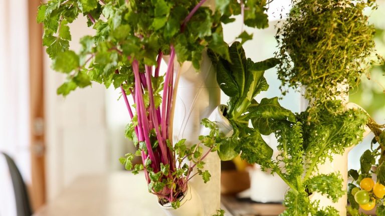 Cultiver sans terre – les avantages et les inconvénients du jardinage hydroponique