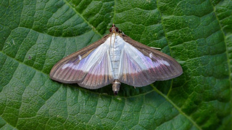Qu'est-ce que la pyrale du buis ? Découvrez les dégâts que les papillons de nuit et les chenilles des boîtes peuvent causer, et comment les repérer Qu'est-ce que la pyrale du buis ? Découvrez les dégâts que les papillons de nuit et les chenilles des boîtes peuvent causer, et comment les repérer