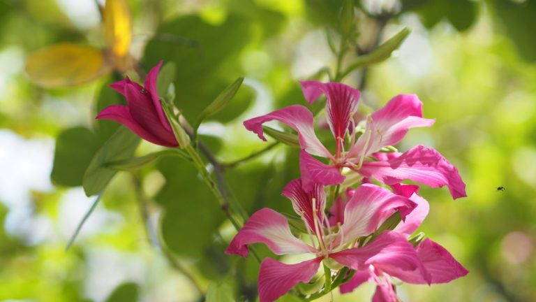 Comment faire pousser un arbre à orchidées – pour des fleurs inhabituelles et vibrantes dans votre jardin Comment faire pousser un arbre à orchidées – pour des fleurs inhabituelles et vibrantes dans votre jardin