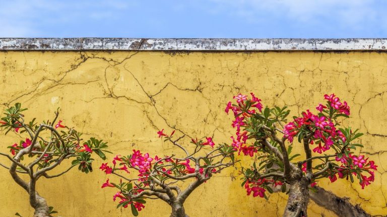 Comment faire pousser une rose du désert – l'arbuste tropical qui peut porter chance Comment faire pousser une rose du désert – l'arbuste tropical qui peut porter chance