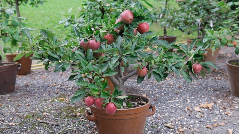 Les pommiers peuvent-ils pousser en pot ? Des experts expliquent comment faire pousser des arbres compacts pour produire de délicieux fruits Les pommiers peuvent-ils pousser en pot ? Des experts expliquent comment faire pousser des arbres compacts pour produire de délicieux fruits