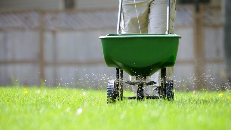 Quand fertiliser une nouvelle pelouse pour des résultats efficaces et un gazon sain – à partir de graines ou de gazon Quand fertiliser une nouvelle pelouse pour des résultats efficaces et un gazon sain – à partir de graines ou de gazon