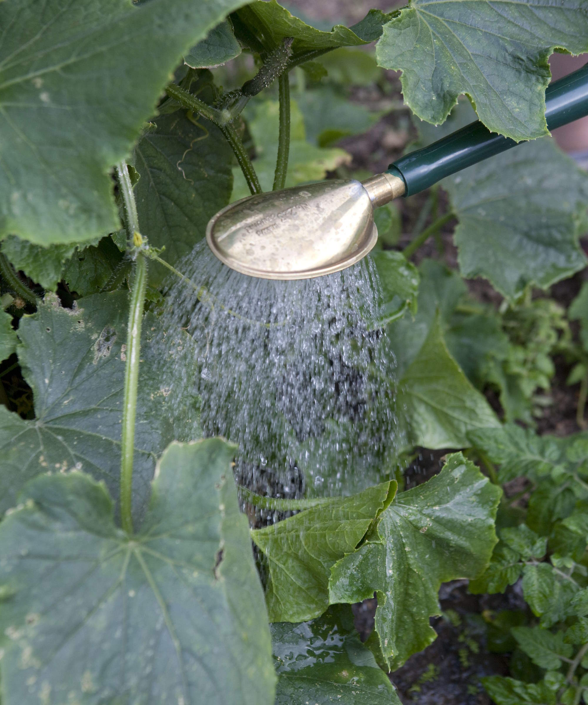 Comment faire pousser des concombres en pot – 7 conseils de ...