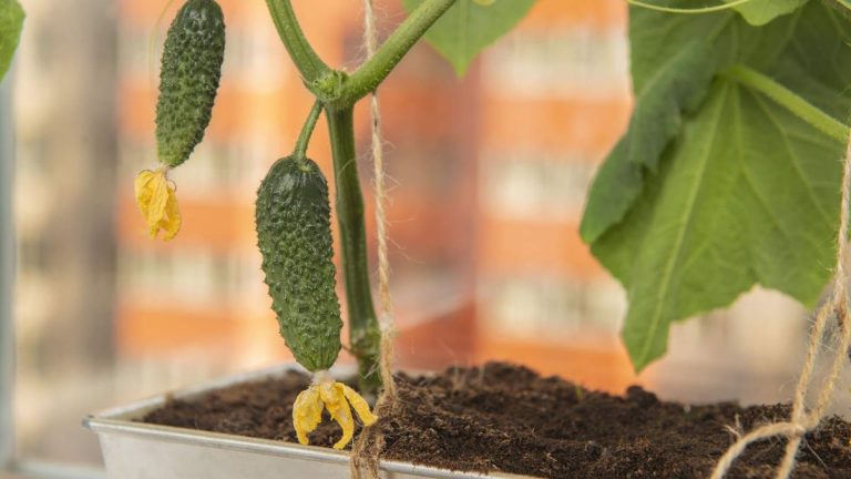 Comment faire pousser des concombres en pot – 7 conseils de professionnels pour de belles récoltes dans de petits espaces