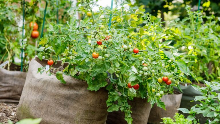 Jardiner avec des sacs de culture – utilisez cette méthode simple d’espacement pour cultiver vos propres fruits et légumes