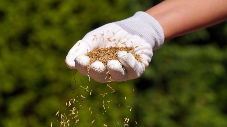 Comment sursemer une pelouse – un guide étape par étape pour réparer l'herbe endommagée