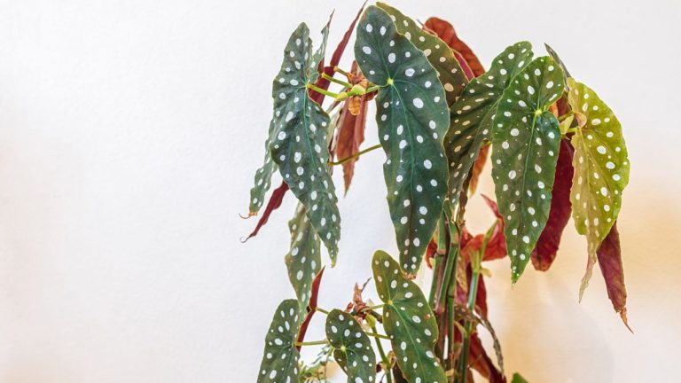 Comment entretenir un bégonia à pois – 5 conseils d’experts pour cette plante d’intérieur au feuillage funky