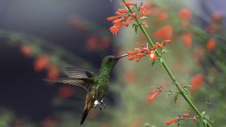 5 fleurs printanières indigènes pour attirer les colibris, les papillons et les abeilles