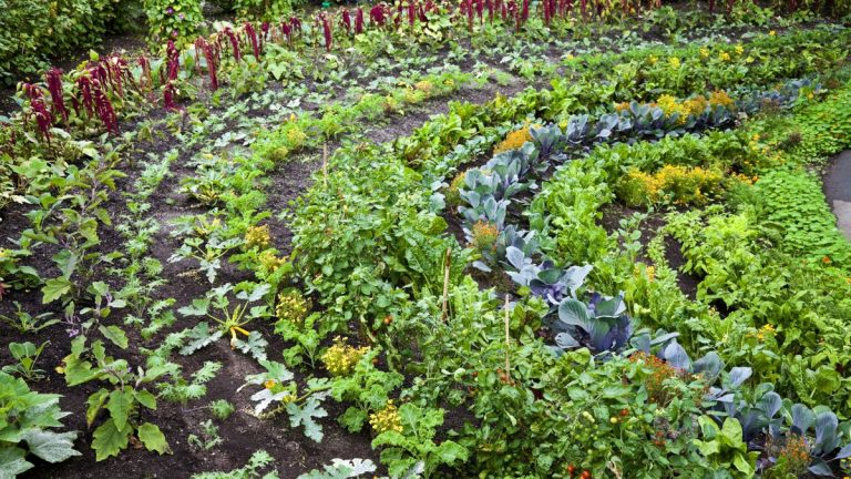 Projets de jardinage en permaculture – 3 travaux de bricolage simples pour le week-end