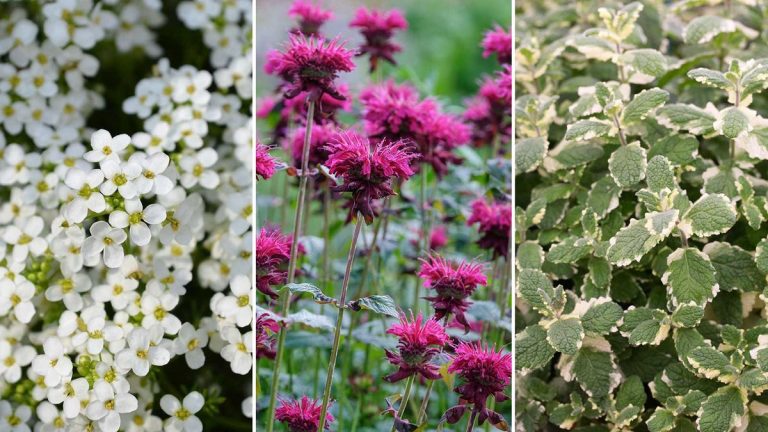 Des plantes pour donner une odeur agréable à votre balcon – 8 options parfumées parfaites pour les pots