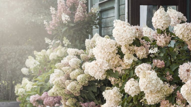 Aménagement paysager avec des hortensias – 12 façons de concevoir avec ces belles fleurs