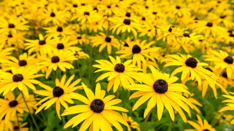 Quand planter des graines de Susan aux yeux noirs – des floriculteurs experts révèlent leurs méthodes pour réussir