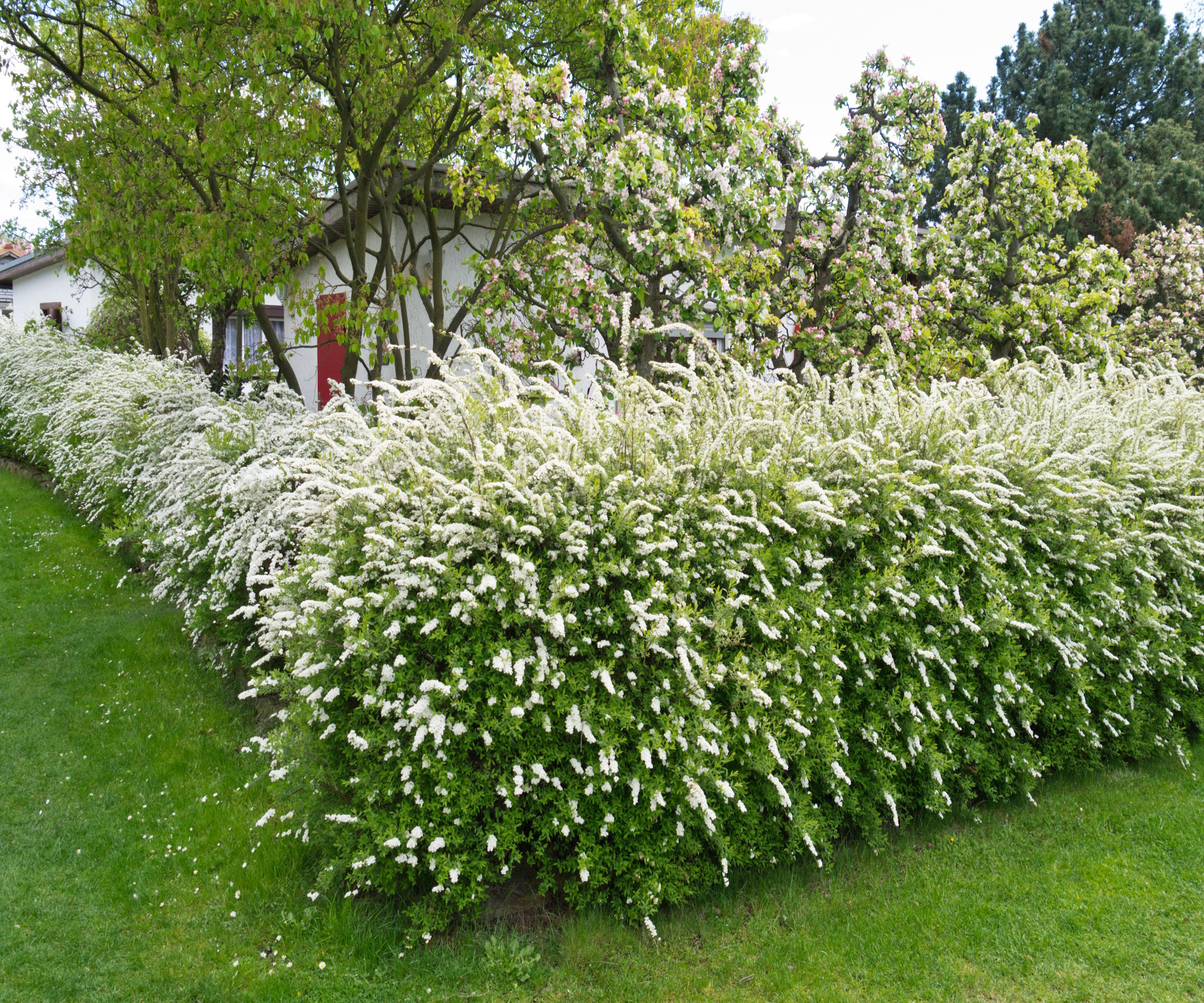 Meilleures variétés de spirées : 10 superbes arbustes pour des fleurs ...