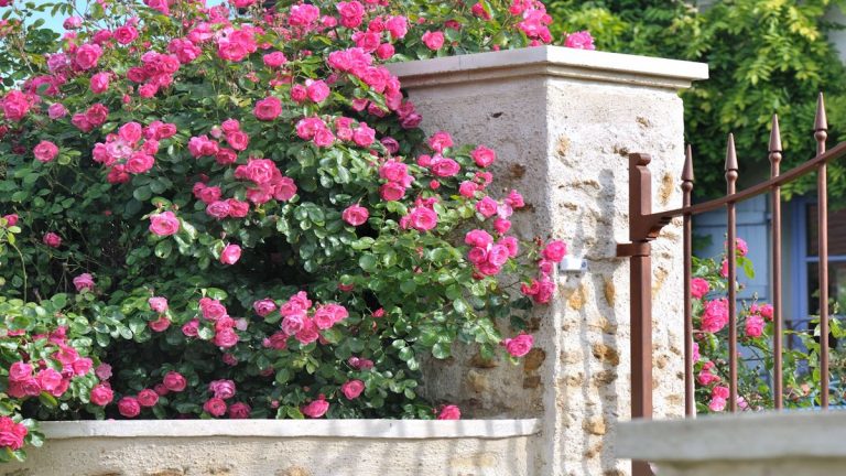Meilleures haies fleuries – 12 plantes pour de belles bordures