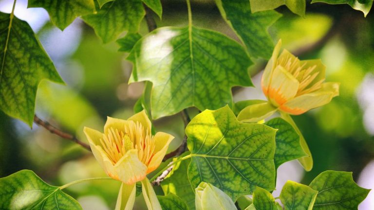Comment faire pousser un tulipier – pour un arbre à fleurs que les colibris et les pollinisateurs adorent