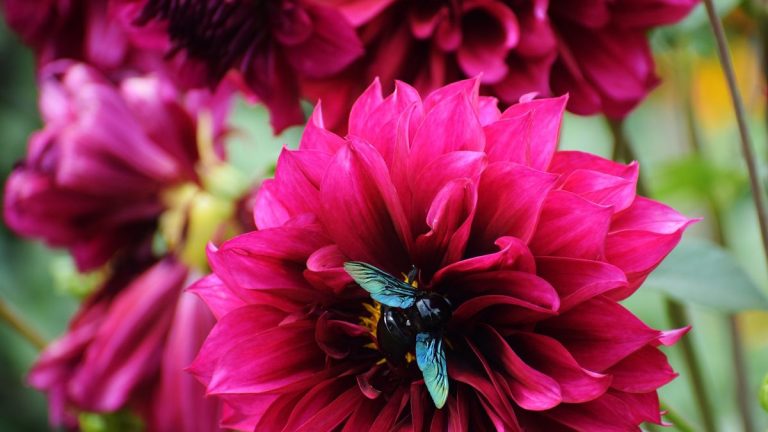 Comment se débarrasser des abeilles charpentières – 7 solutions expertes pour dissuader ces ravageurs fouisseurs de votre jardin