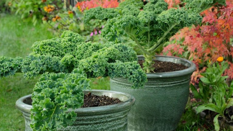 Comment faire pousser du chou frisé en pot – pour des récoltes de feuilles nutritives dans de petits espaces