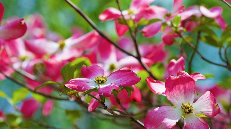 Cultiver des cornouillers à fleurs en pots – conseils d’experts pour la culture en pot