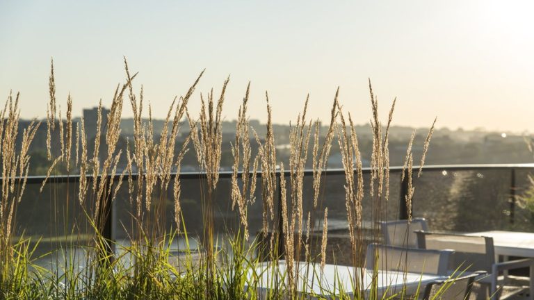 Des plantes pour l’intimité sur un balcon – des graminées, des arbustes et des plantes grimpantes pour créer une oasis urbaine