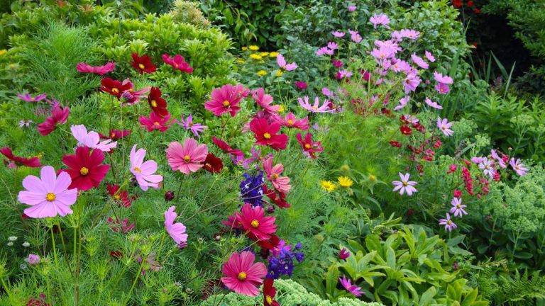 Le meilleur engrais pour les fleurs – conseils d’experts sur quoi nourrir vos plates-bandes et bordures