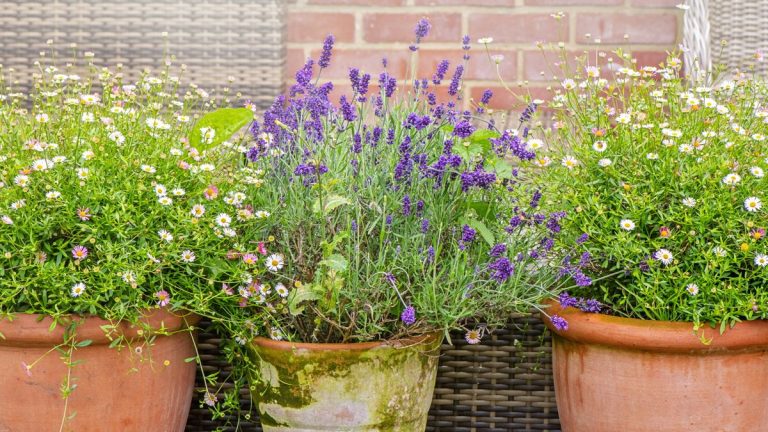 J'ai jardiné dans un immeuble locatif pendant des années – voici mes meilleurs conseils pour les jardiniers locataires