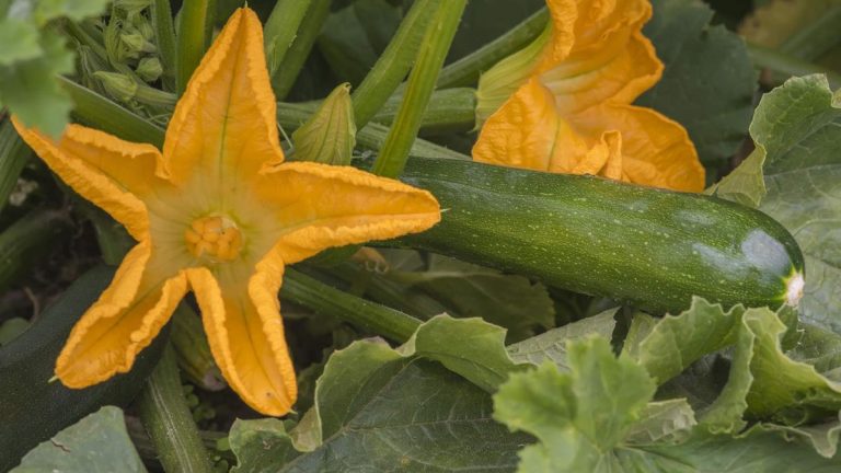 Comment faire pousser des courgettes verticalement – ​​conseils d'experts pour de grosses récoltes dans de petits espaces