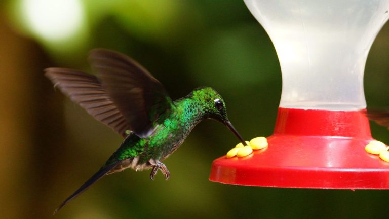 Comment garder les fourmis hors des mangeoires pour colibris – 6 méthodes professionnelles pour des stations d'alimentation sans fourmis
