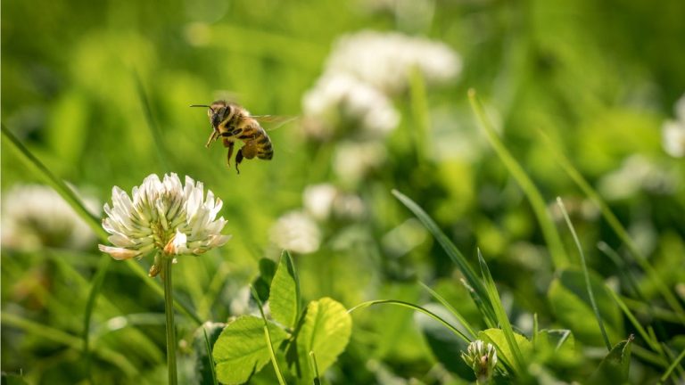 Meilleures mauvaises herbes à fleurs pour les pollinisateurs – 3 mauvaises herbes riches en nectar poussant dans votre jardin