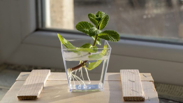 Comment propager la menthe – 2 méthodes rapides et faciles pour cultiver votre collection d'herbes