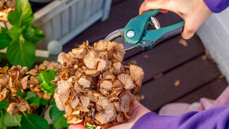 Comment tailler les hortensias – conseils d’experts pour des plantes saines et des fleurs sensationnelles
