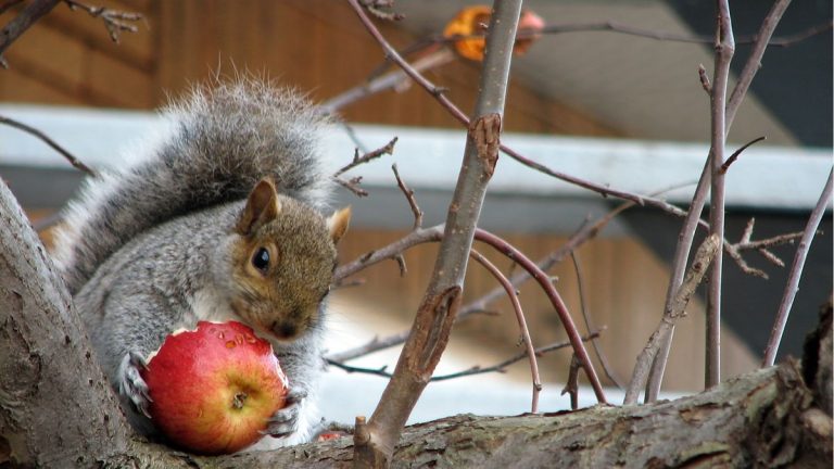 Comment éloigner les écureuils des arbres fruitiers – 3 solutions expertes pour protéger votre récolte Comment éloigner les écureuils des arbres fruitiers – 3 solutions expertes pour protéger votre récolte