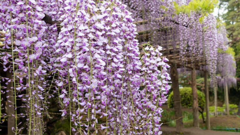 Comment faire pousser de la glycine à partir de boutures – conseils aux jardiniers patients Comment faire pousser de la glycine à partir de boutures – conseils aux jardiniers patients