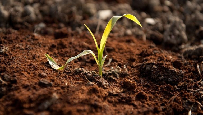 Les experts révèlent où ne pas utiliser le marc de café dans le jardin Les experts révèlent où ne pas utiliser le marc de café dans le jardin